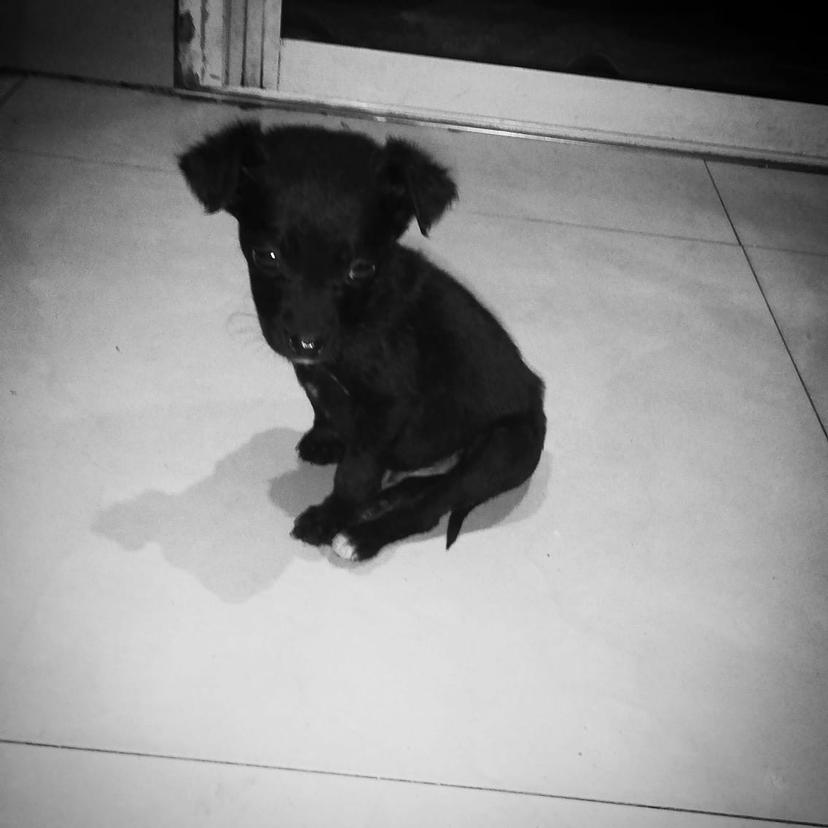 Loki de cachorro